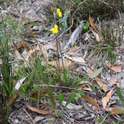 Goodenia bellidifolia (Daisy-leaf Goodenia) at Tianjara, NSW - 10 Aug 2024 by Clarel