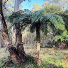 Cyathea australis subsp. australis (Rough Tree Fern) at Harolds Cross, NSW - 17 Aug 2024 by doug_richards