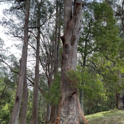 Eucalyptus fastigata at Harolds Cross, NSW - 17 Aug 2024 by doug_richards