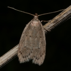 Eulechria convictella (Eulechria convictella) at Freshwater Creek, VIC - 10 Sep 2022 by WendyEM