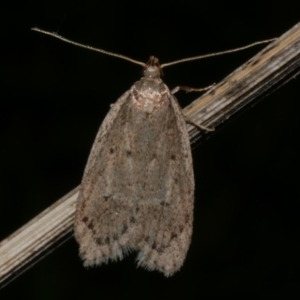 Eulechria convictella at Freshwater Creek, VIC - 10 Sep 2022 09:24 PM