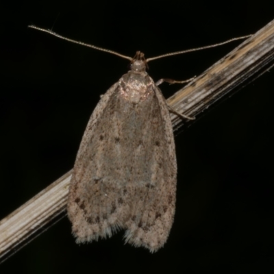 Eulechria convictella (Eulechria convictella) at Freshwater Creek, VIC - 10 Sep 2022 by WendyEM