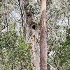 Eucalyptus sp. (A Gum Tree) at Harolds Cross, NSW - 17 Aug 2024 by doug_richards