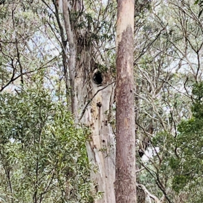 Eucalyptus (genus) (A Gum Tree) at Harolds Cross, NSW - 17 Aug 2024 by doug_richards