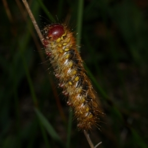 Pterolocera (genus) at Freshwater Creek, VIC - 20 Sep 2022 10:58 PM