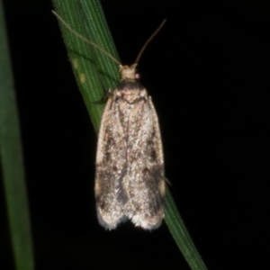 Hoplostega ochroma at Freshwater Creek, VIC - 20 Sep 2022