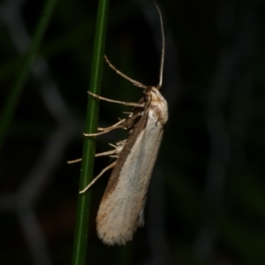 Philobota xiphostola at Freshwater Creek, VIC - 20 Sep 2022 10:57 PM