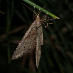 Parosteodes fictiliaria at Freshwater Creek, VIC - 20 Sep 2022