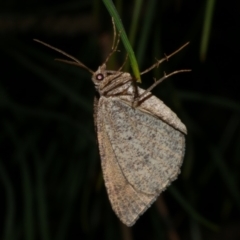 Parosteodes fictiliaria at Freshwater Creek, VIC - 20 Sep 2022