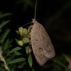 Chezala privatella (A Concealer moth) at Freshwater Creek, VIC - 27 Sep 2022 by WendyEM