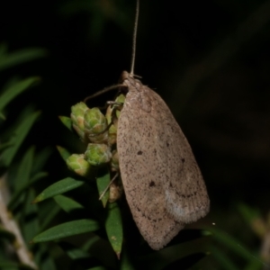 Chezala privatella at Freshwater Creek, VIC - 27 Sep 2022 12:32 AM