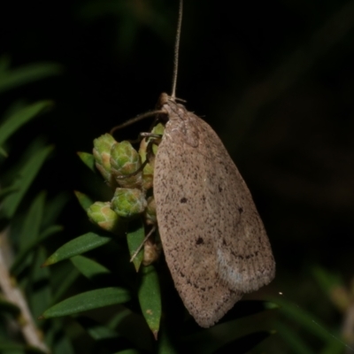 Chezala privatella (A Concealer moth) at Freshwater Creek, VIC - 27 Sep 2022 by WendyEM