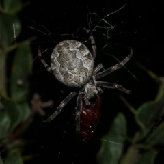 Salsa fuliginata at Freshwater Creek, VIC - 26 Sep 2022 by WendyEM