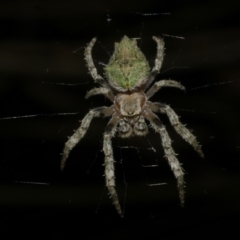 Socca pustulosa (Knobbled Orbweaver) at Freshwater Creek, VIC - 26 Sep 2022 by WendyEM