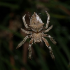 Socca pustulosa (Knobbled Orbweaver) at Freshwater Creek, VIC - 26 Sep 2022 by WendyEM