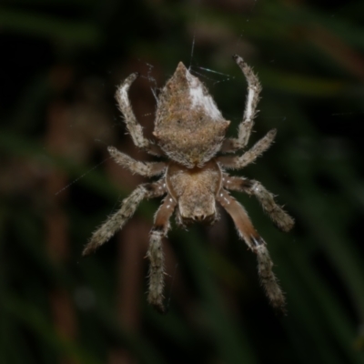 Socca pustulosa (Knobbled Orbweaver) at Freshwater Creek, VIC - 27 Sep 2022 by WendyEM