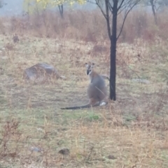 Notamacropus rufogriseus (Red-necked Wallaby) at Lyons, ACT - 14 Aug 2024 by jmcleod