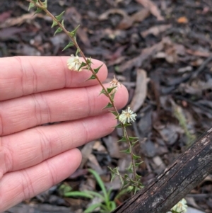 Acacia gunnii at Chiltern, VIC - 17 Aug 2024 10:41 AM