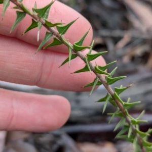 Acacia gunnii at Chiltern, VIC - 17 Aug 2024