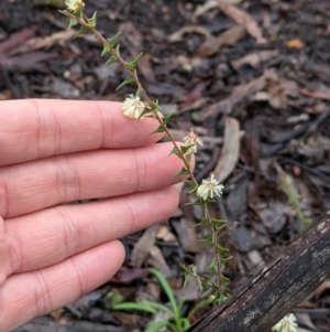 Acacia gunnii at Chiltern, VIC - 17 Aug 2024