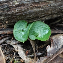 Corysanthes sp. (A Helmet Orchid) at Denman Prospect, ACT - 17 Aug 2024 by RobG1