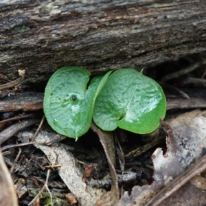 Corysanthes sp. at suppressed - suppressed