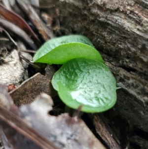 Corysanthes sp. at suppressed - suppressed