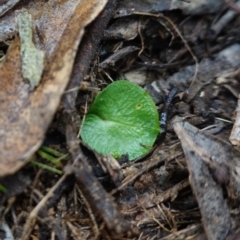 Corysanthes sp. at suppressed - suppressed