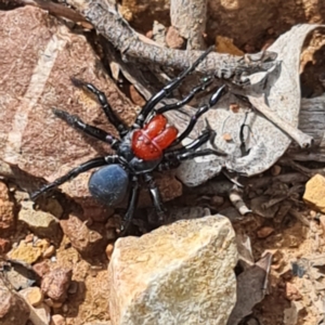 Missulena occatoria at Bruce, ACT - 17 Aug 2024 12:18 PM