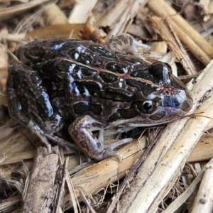 Limnodynastes tasmaniensis at Braidwood, NSW - 18 Aug 2024