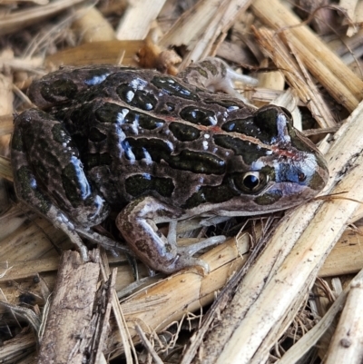 Limnodynastes tasmaniensis (Spotted Grass Frog) at Braidwood, NSW - 18 Aug 2024 by MatthewFrawley