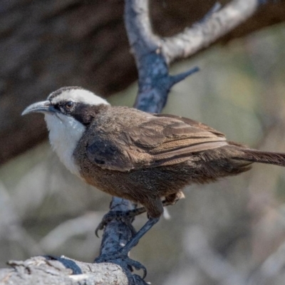 Pomatostomus halli (Hall's Babbler) at Cunnamulla, QLD - 9 Oct 2021 by MichaelBedingfield