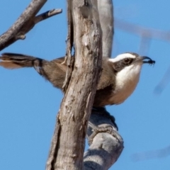 Pomatostomus halli at Cunnamulla, QLD - 9 Oct 2021