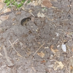 Unidentified Reptile and Frog at Rosewood, QLD - 17 Apr 2024 by Jiggy