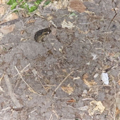 Unverified Reptile or Frog at Rosewood, QLD - 17 Apr 2024 by Jiggy