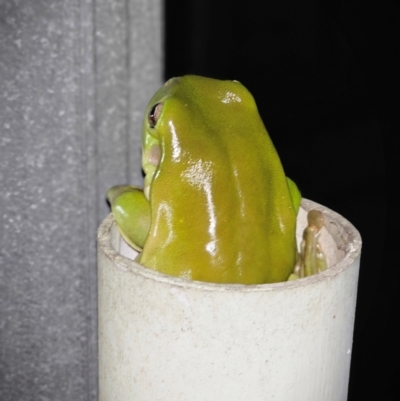 Litoria caerulea (Green Tree Frog) at Rosewood, QLD - 17 Apr 2024 by Jiggy