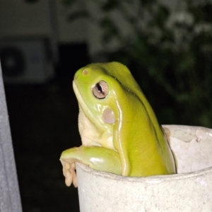 Litoria caerulea at Rosewood, QLD - 17 Apr 2024 06:26 PM