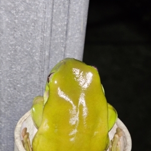 Litoria caerulea at Rosewood, QLD - 17 Apr 2024 06:26 PM