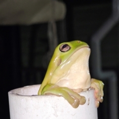 Litoria caerulea at Rosewood, QLD - 17 Apr 2024 06:26 PM