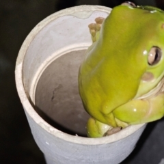 Litoria caerulea at Rosewood, QLD - 17 Apr 2024 06:26 PM