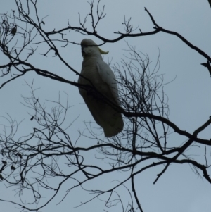 Cacatua galerita at Jacka, ACT - 22 Aug 2023 09:26 AM