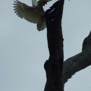 Cacatua galerita at Jacka, ACT - 22 Aug 2023 09:26 AM