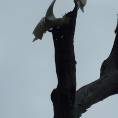 Cacatua galerita at Jacka, ACT - 22 Aug 2023 09:26 AM