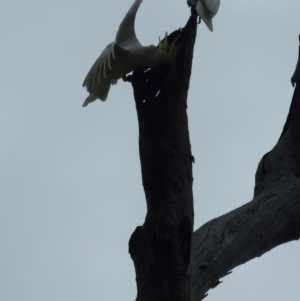 Cacatua galerita at Jacka, ACT - 22 Aug 2023