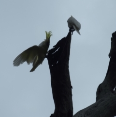 Cacatua galerita at Jacka, ACT - 22 Aug 2023