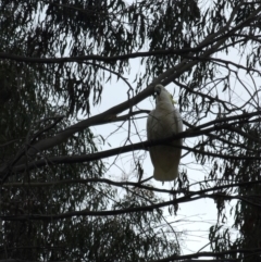 Cacatua galerita at Jacka, ACT - 22 Aug 2023 09:26 AM