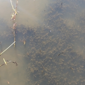 Vallisneria australis at Amaroo, ACT - 6 Aug 2024