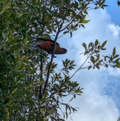 Platycercus elegans (Crimson Rosella) at Evatt, ACT - 12 Aug 2024 by rbannister