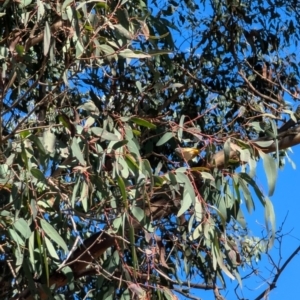 Pardalotus punctatus at Evatt, ACT - 26 Jul 2024