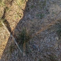 Austrostipa bigeniculata at Florey, ACT - 27 Jul 2024